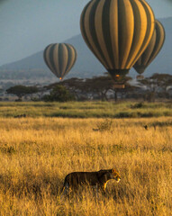 Panthera leo melanochaita and hot air balloons in Serengeti National Park, Tanzania - obrazy, fototapety, plakaty