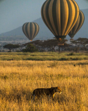 Fototapeta Panthera leo melanochaita and hot air balloons in Serengeti National Park, Tanzania