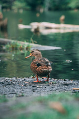duck in the water