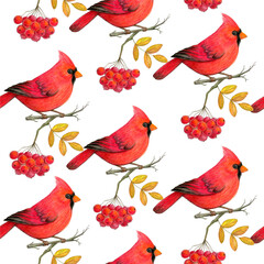 Red cardinal bird sits on rowan branch. Seamless pattern. Northern cardinal bird background. Colored pencil drawing. Color sketch. Colorful illustration. Hand drawn design.