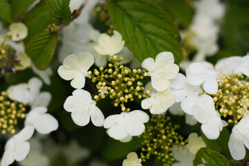 Viburnum plicatum 'Lanarth' - close up, a beautiful deciduous shrub, blooms in spring.
