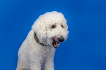 White standard poodle licks chops with mouth open, isolated against bright blue background. 