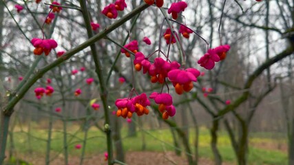 Spindle tree berries 