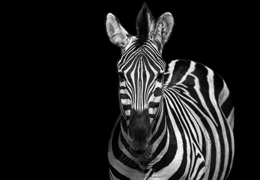 Zebra black and white portrait. African wild animal looking to the camera. Zebra shallow depth of field eyes in focus. Home interior poster or painting canvas design template. Funny zebra face