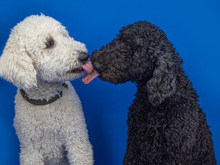 Black and white standard poodles greet each other with tongues out, isolated against bright blue...