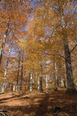 mystic view of mountain forest in autumn