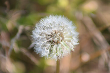 Common dandelion blow ball closeup view with selective focus on foreground
