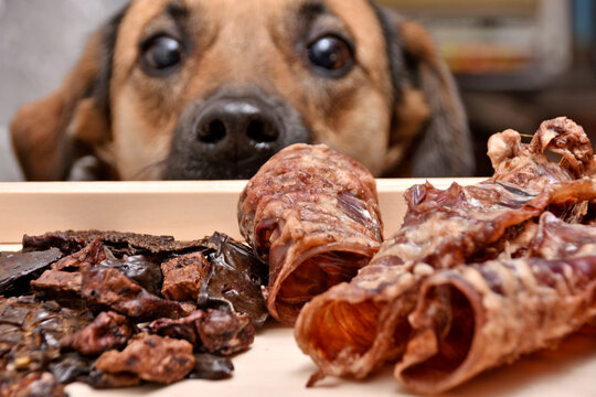 Natural treats for pets. dried meat products to feed and motivate dogs. the dog in the background looks with interest