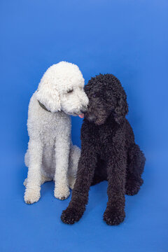 White standard poodle licks nose of black standard poodle while sitting on bright blue background. 