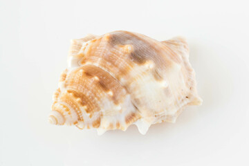 A beautiful sea shell