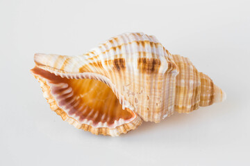 A beautiful sea shell