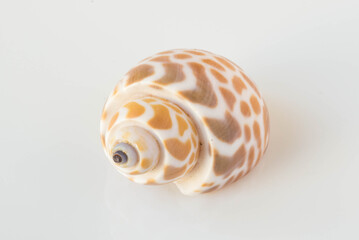 A beautiful sea  spotted shell