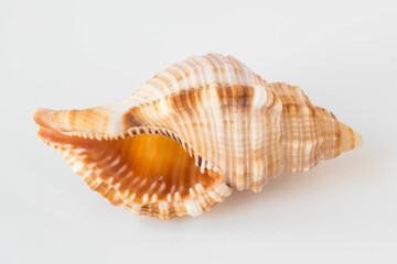 Obraz na płótnie Canvas A beautiful sea shell