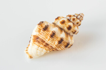 A beautiful sea shell