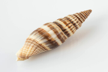 A beautiful sea  striped shell
