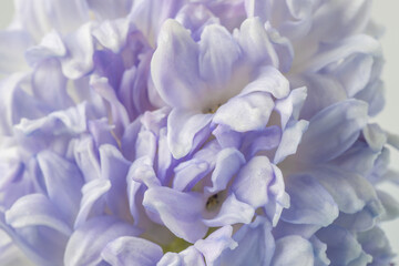 Fototapeta na wymiar Flower lilac hyacinth background