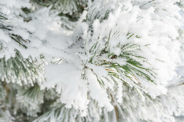 The branches of the Christmas tree in the snow