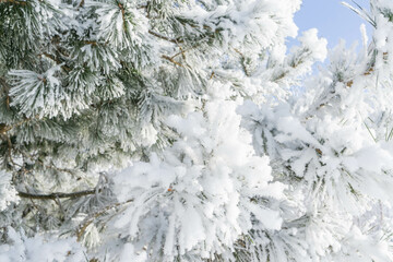 The branches of the Christmas tree in the snow