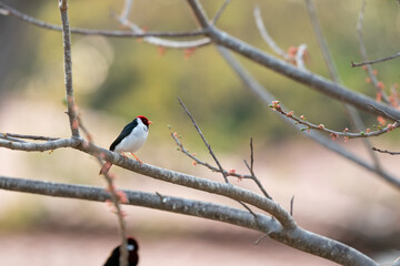 The yellow-billed cardinal (Paroaria capitata)