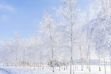 Obraz premium Winter landscape in the Park