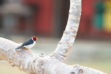 The yellow-billed cardinal (Paroaria capitata)