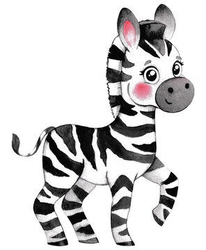 Watercolor cute zebra . Watercolor animal, on an isolated background, for children's parties. Wall decoration.