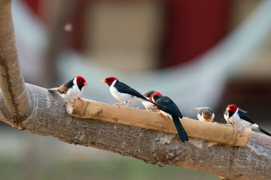 The yellow-billed cardinal (Paroaria capitata)