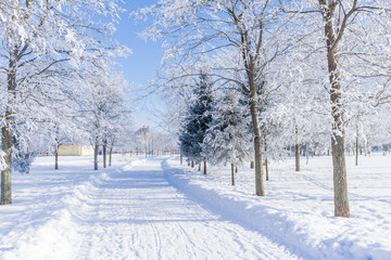 Obraz premium Winter landscape in the Park