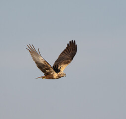 osprey in flight