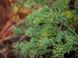 macro shot of a green plant