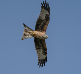 red tailed hawk