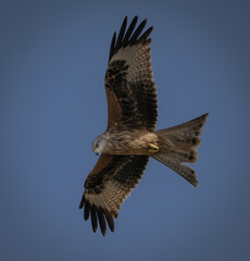 red tailed hawk