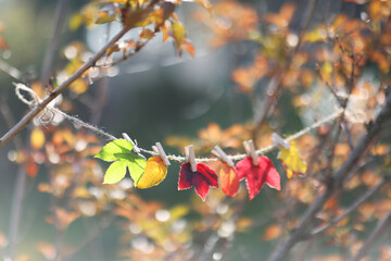 autumn leaves on the tree