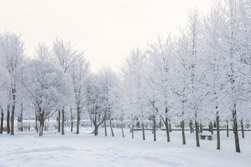 Winter landscape, trees in the snow