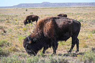 buffalo in the field