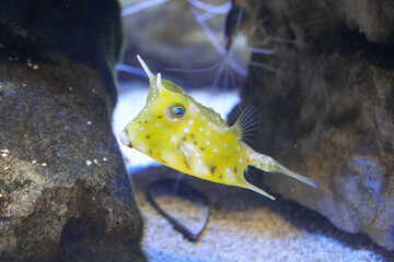 Side view of longhorn cow fish / boxfish