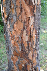 bark of a tree