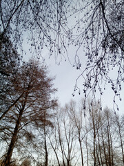 Thin twigs of alder with cones and earrings and tall trees of alder, willow, and poplar form a beautiful frame against the background of a light blue sky. Vertical photography, wallpaper.