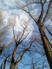 Old, leafless willows stretch skyward in beautifully curved branches against a turquoise blue sky with white clouds. Beautiful natural background. Winter photography. Sunny day. Mural paper.