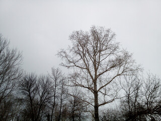 Tall, spreading poplar and ash trees against a gray evening sky. Rural park. Mysterious photography. Mural paper.