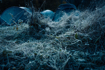 Frozen grass in the early morning field