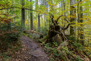 Fancy tree stump on a forest footpath. Colorful leaves of trees in the autumn forest, colors of leaf-fall. Autumnal forest landscape.