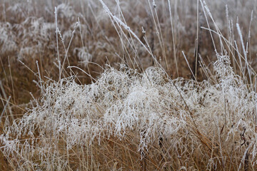 Fototapeta premium Blades of grass in the field, covered with frost in autumn.