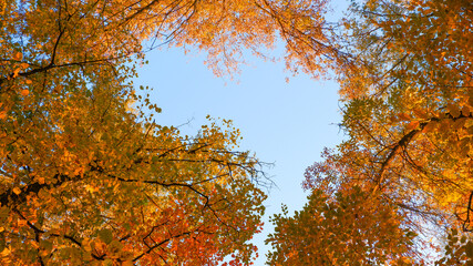 Autumn photo in gold tones. Yellow foliage on trees in the rays of the setting sun. Autumn background.