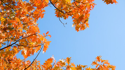 Autumn background. Yellow orange red leaves on a tree against the blue sky. Bright yellow leaves on autumn birches