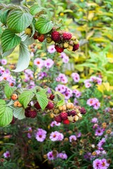 Red ripe raspberries on branches, blurred background with purple