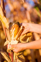 The farmer picks off a ripe ear of corn. Ripe stock of corn on a stalk. Crop harvest. Selective focus.