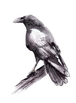 monochrome watercolor drawing of a bird - a raven on a branch