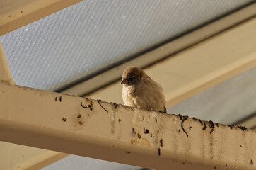 A Male House Sparrow on a Building