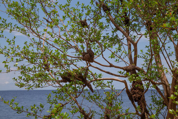 Cauixi Spongy matter that gathers in the roots of trees, on the banks of some rivers in the Amazon, sponge from the sea